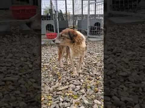 Ziva en vidéo 3