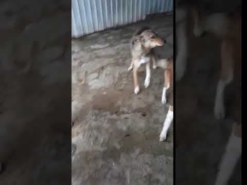 Erra en vidéo 3