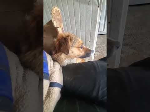 Sabre en vidéo 1