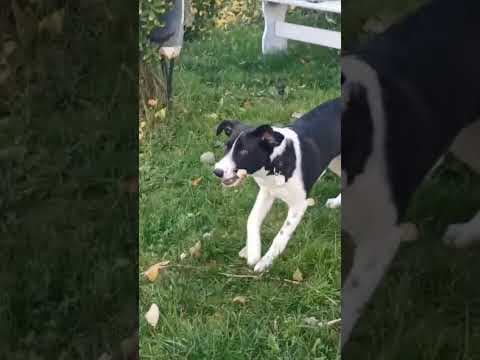Toinette en vidéo 12