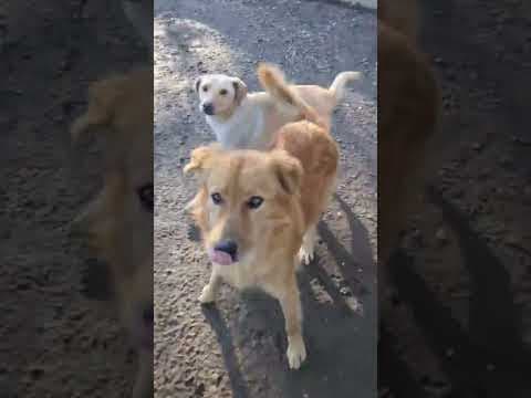 Kingston en vidéo 2