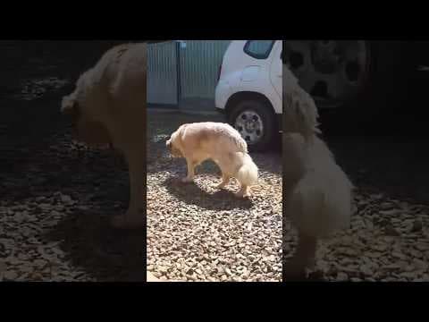 Paddington en vidéo 1