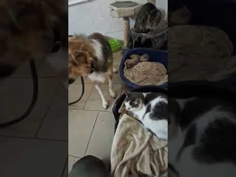 Sabre en vidéo 3