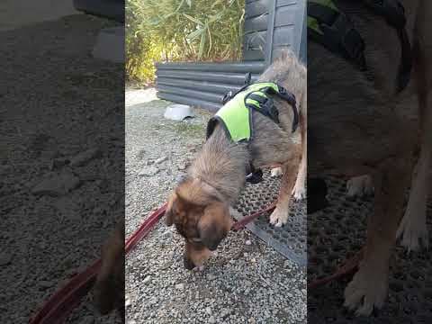 Maserati en vidéo 6