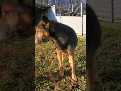 Bandit en vidéo 1