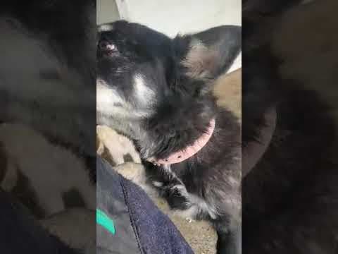 Toya en vidéo 1