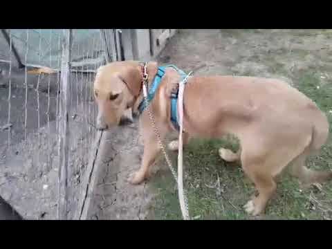 Brando en vidéo 7