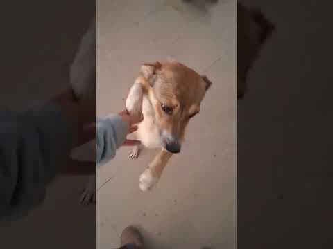 Zorya en vidéo 3