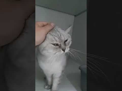 Douchka en vidéo 3