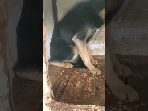 Guss en vidéo 4