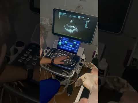 Darwin en vidéo 5