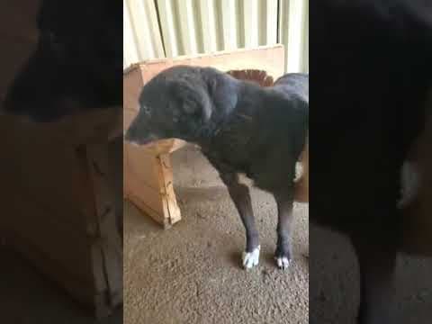 Patitza en vidéo 1