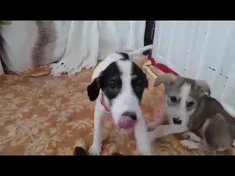 Theona en vidéo 1
