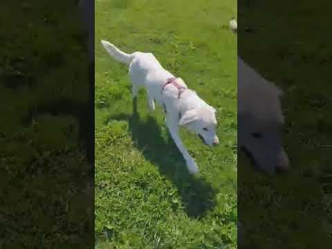 Samba en vidéo 5