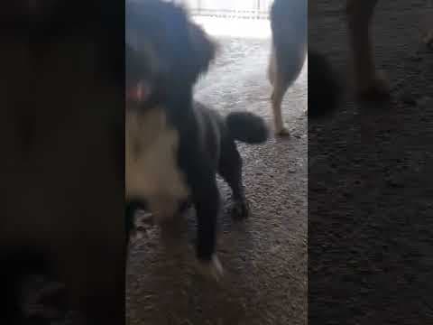 Pocus en vidéo 2