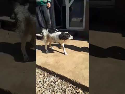 Kalisto en vidéo 3
