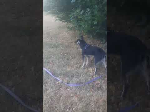 Vodka en vidéo 4