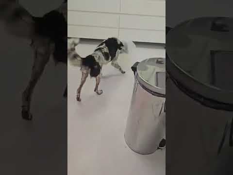 Cocky en vidéo 1