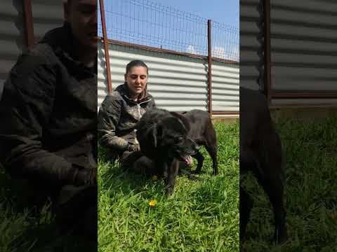 Volt en vidéo 4