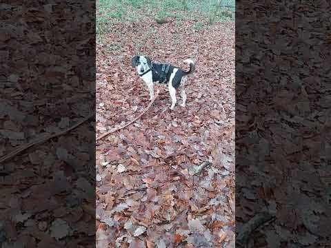 Copernica en vidéo 3