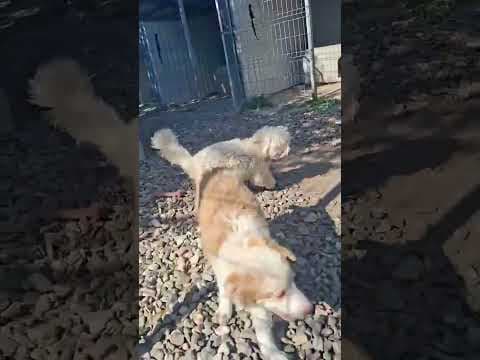 Alaskaïa en vidéo 3