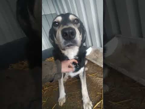 Magica en vidéo 2