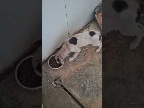 Panda en vidéo 1
