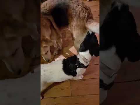 Laya en vidéo 2