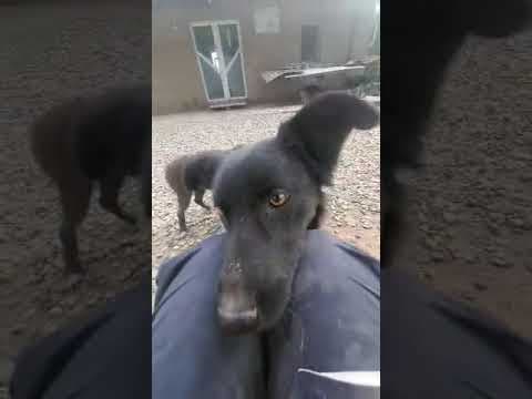 Fantasio en vidéo 1
