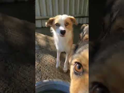 Bumper en vidéo 2