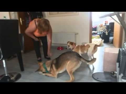 Jonquille en vidéo 2