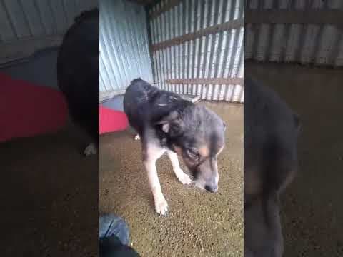 Douchka en vidéo 3