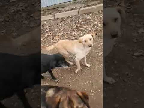 Sammy en vidéo 1