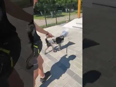 Cocky en vidéo 6
