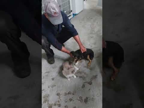 Channa en vidéo 2