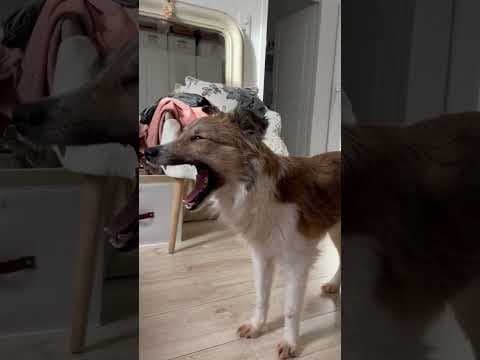 Terra en vidéo 3