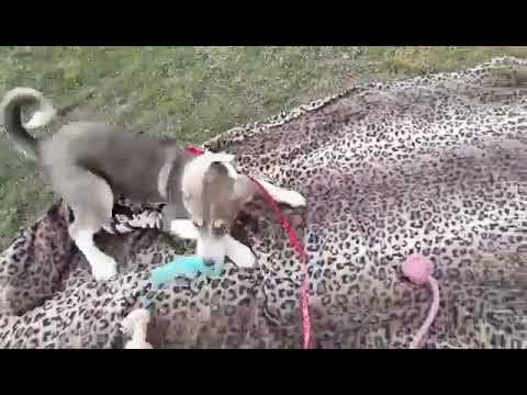 Reuben en vidéo 1