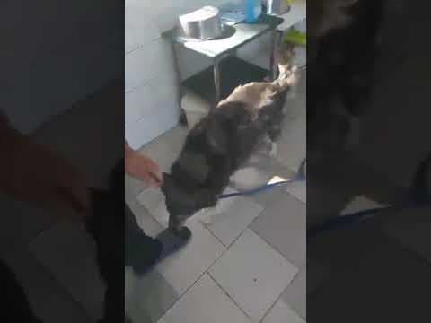 Chipo en vidéo 5