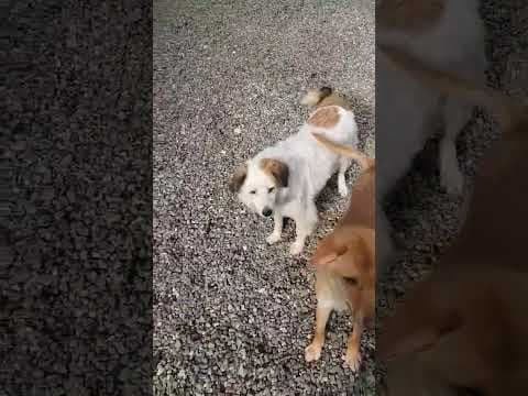 Mandragore en vidéo 2
