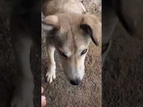 Naia en vidéo 2