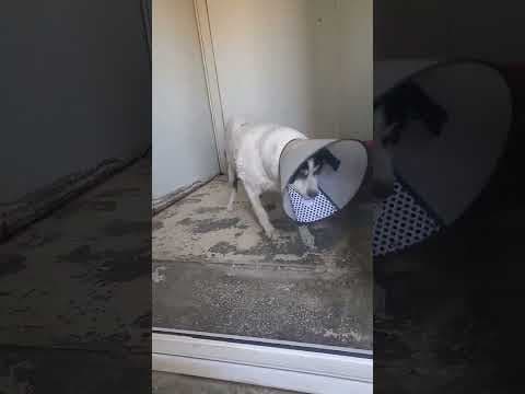 Obelix en vidéo 8