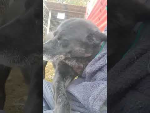 Volt en vidéo 5
