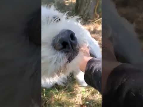 Viorica en vidéo 1