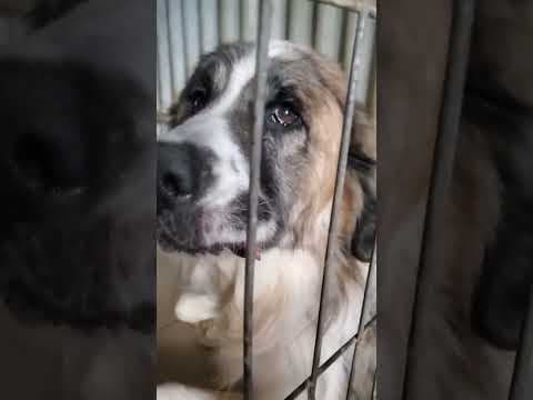 Beethoven en vidéo 1