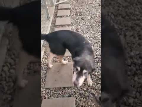 Magica en vidéo 8