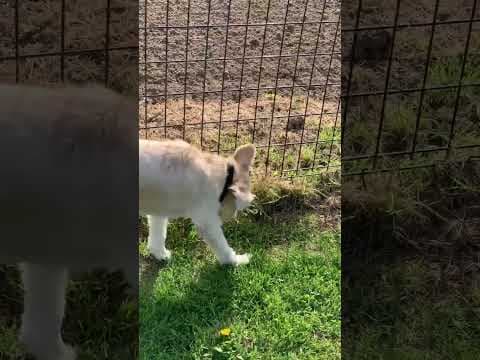 Irving en vidéo 5