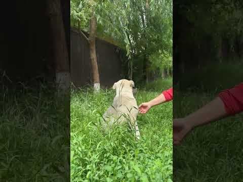 Crema en vidéo 3