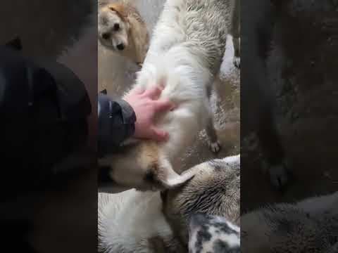Yellow en vidéo 5