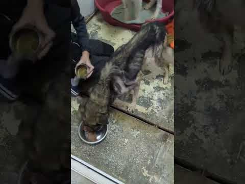 Kala en vidéo 4