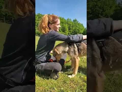 Guss en vidéo 6